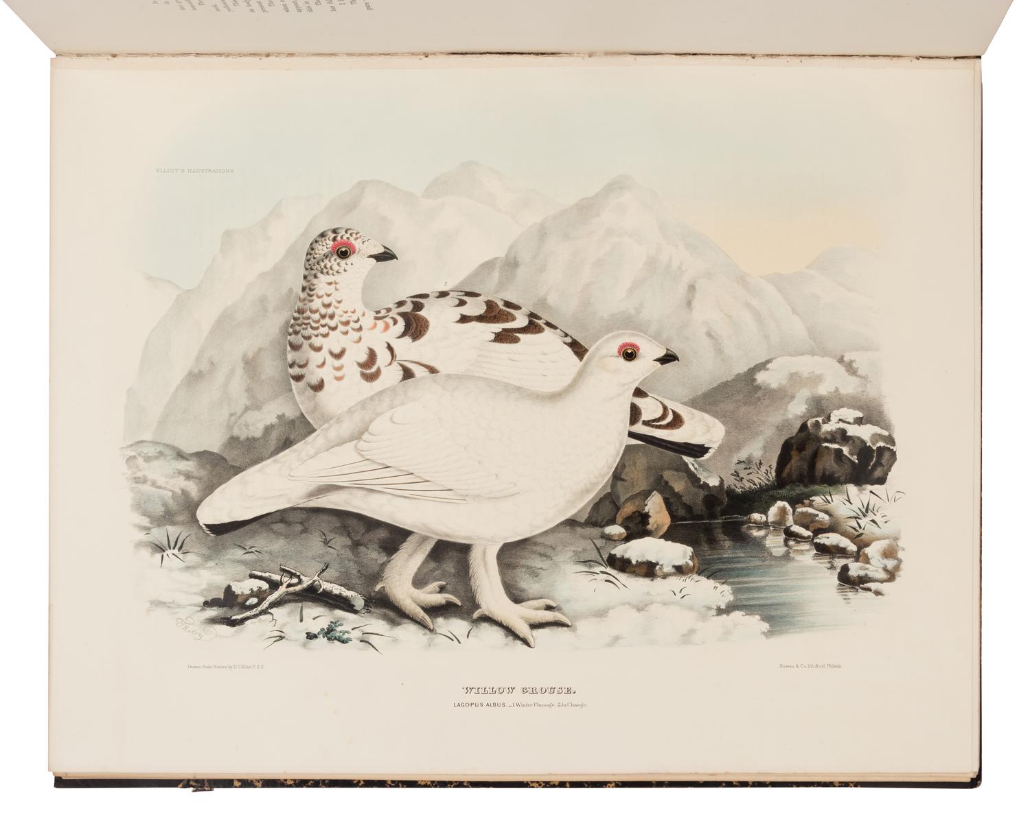 Elliot, Daniel Giraud. A Monograph of the Tetraoninae, or family of the Grouse