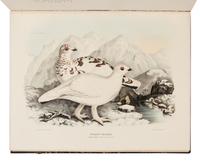 Elliot, Daniel Giraud. A Monograph of the Tetraoninae, or family of the Grouse