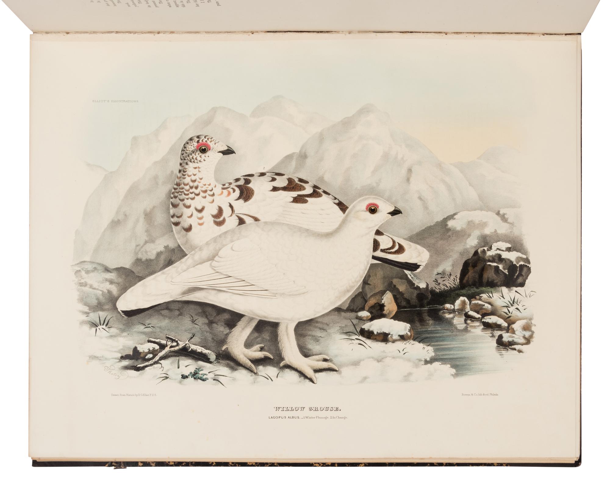 Elliot, Daniel Giraud. A Monograph of the Tetraoninae, or family of the Grouse
