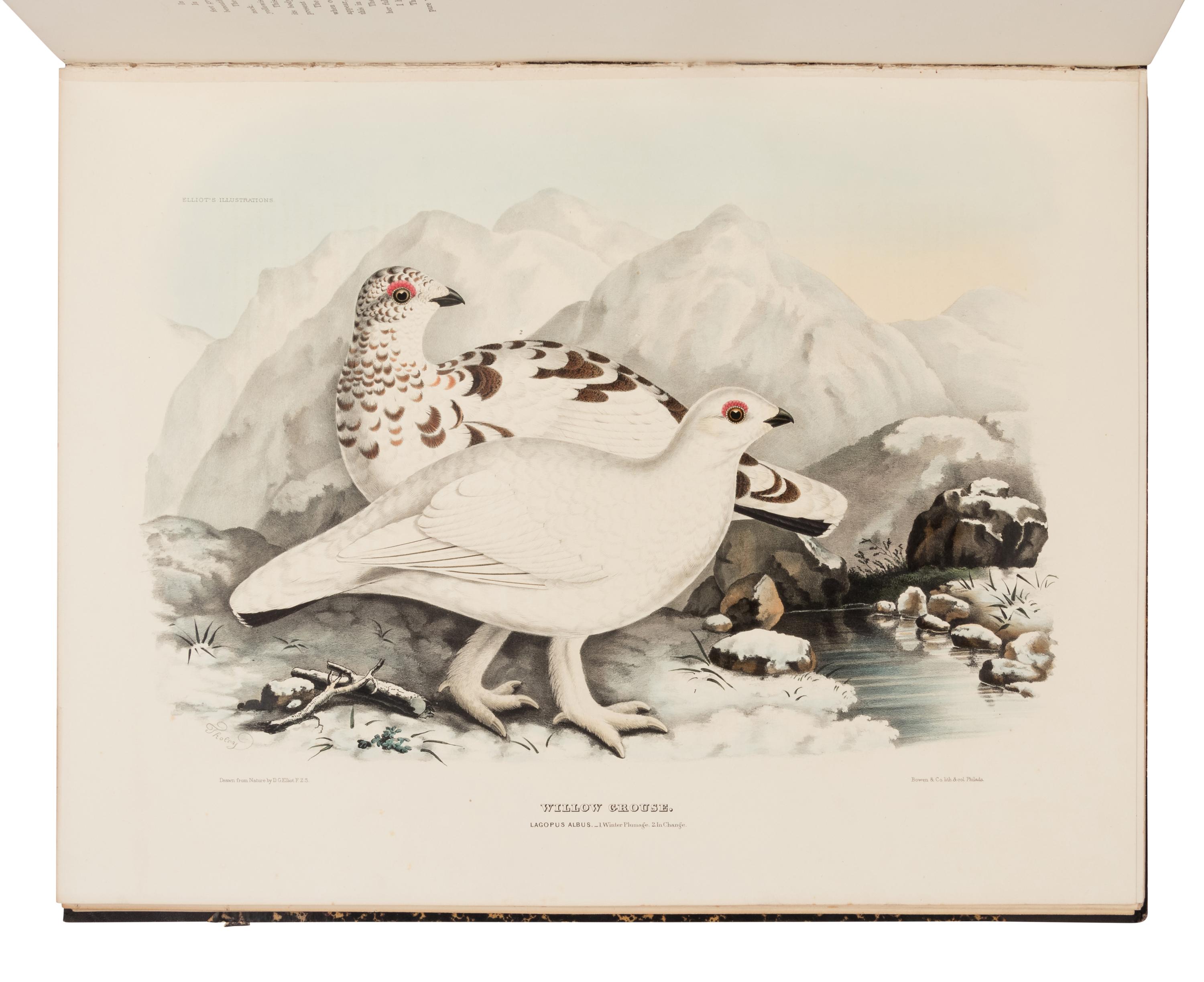 Elliot, Daniel Giraud. A Monograph of the Tetraoninae, or family of the Grouse