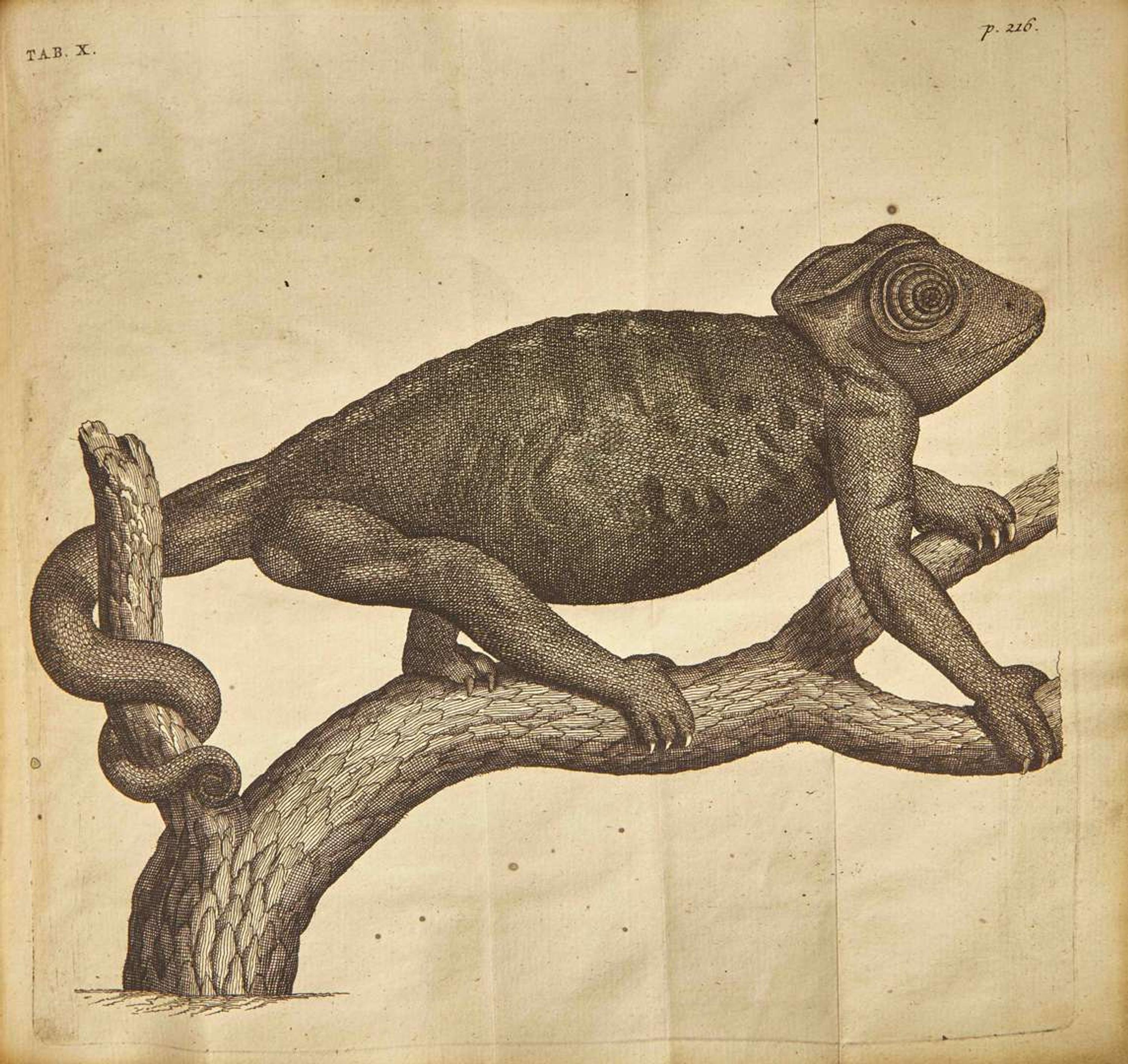 [Natural History] [Egypt] Alpini, Prospero, and Johann Vesling: Historiae Aegypti Naturalis...