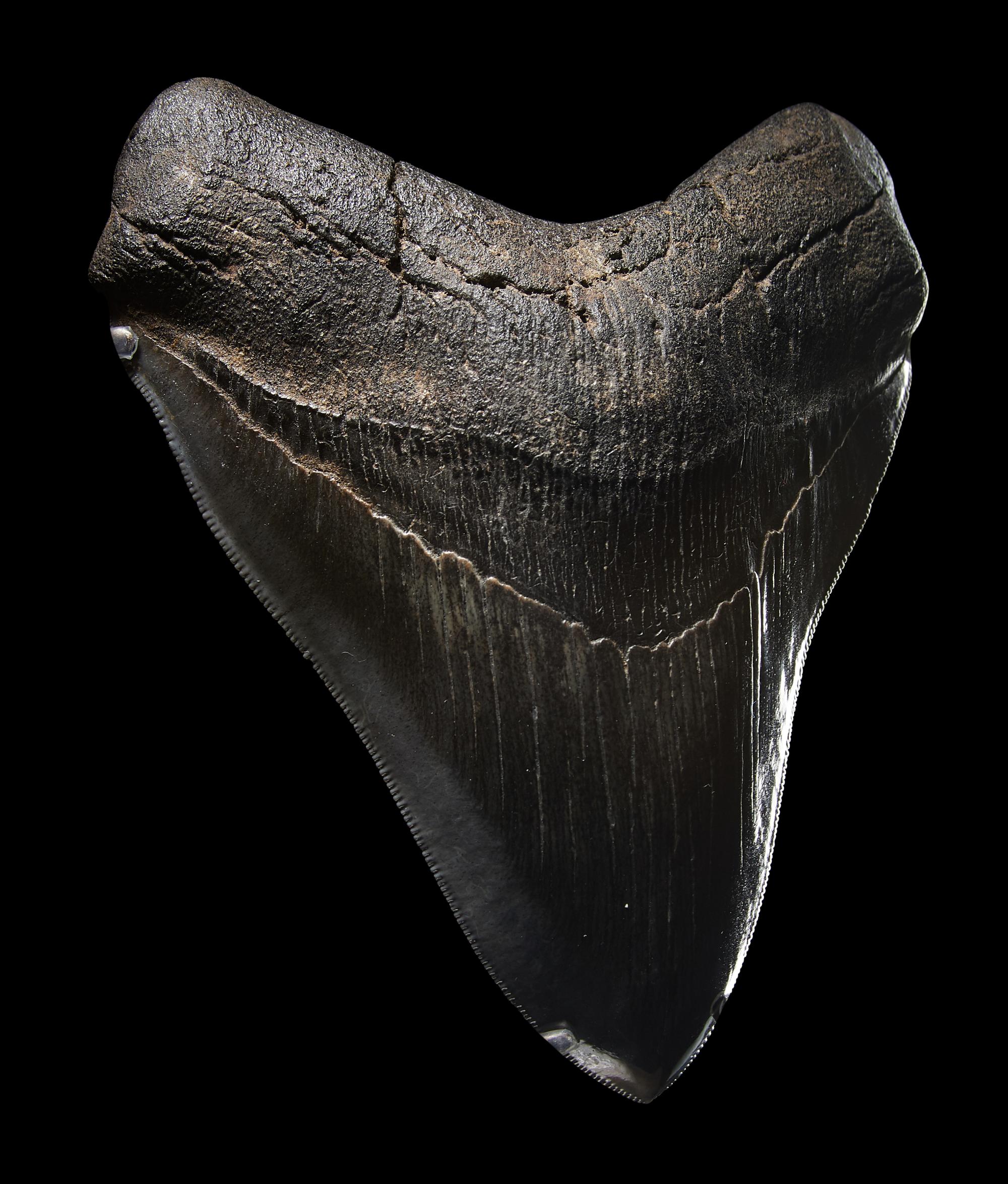 A Megalodon Shark Tooth (Otodus megalodon)