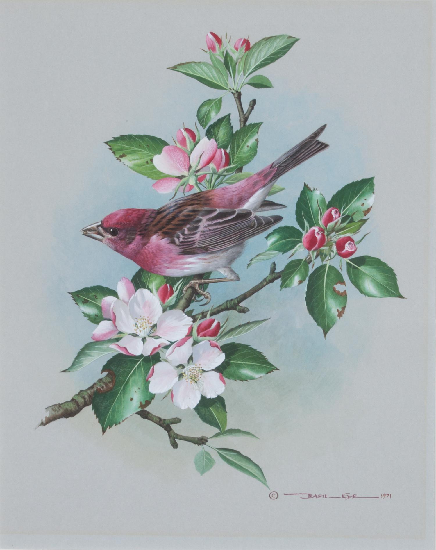Basil Ede, (British, b. 1931), Purple Finch, 1971