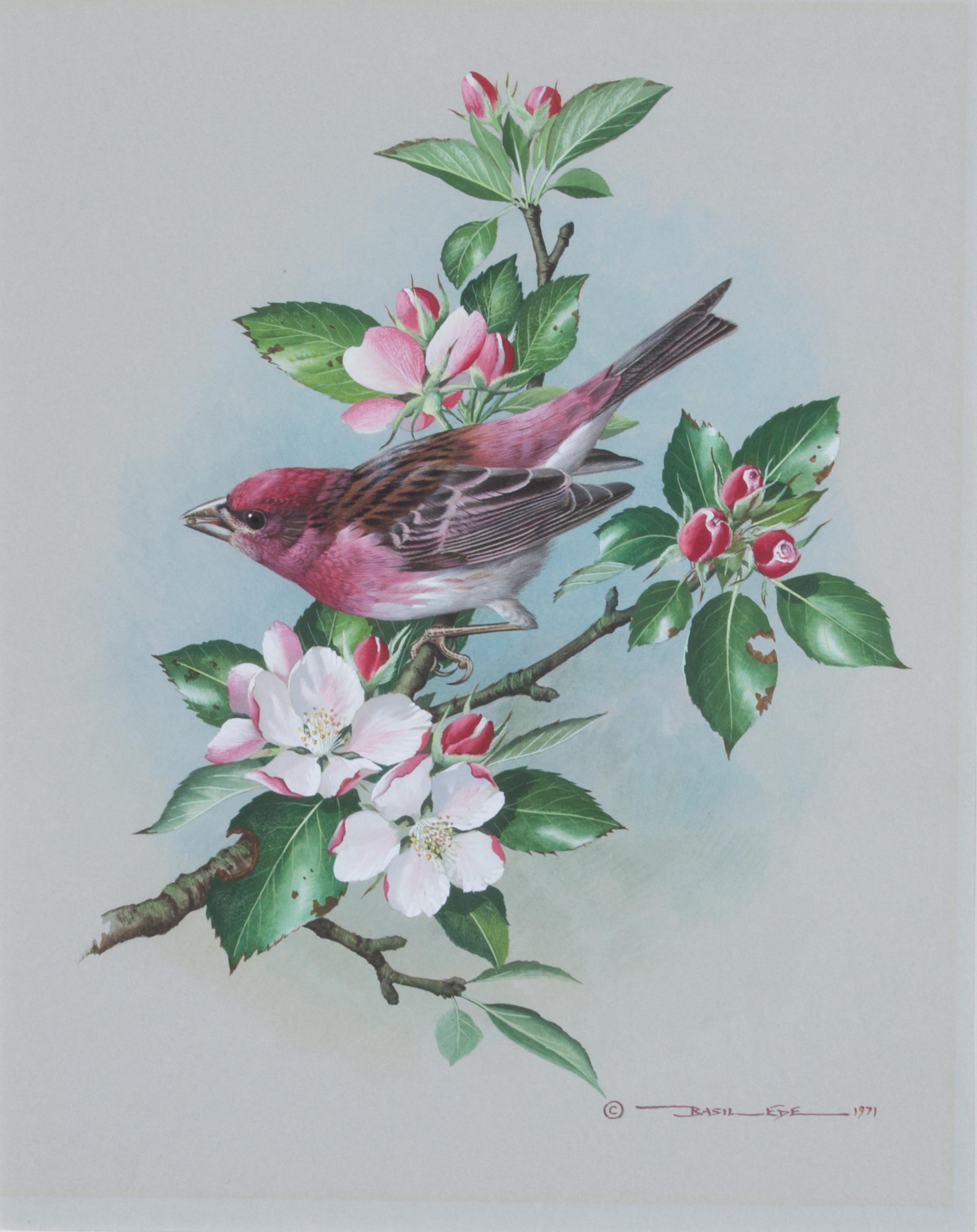 Basil Ede, (British, b. 1931), Purple Finch, 1971