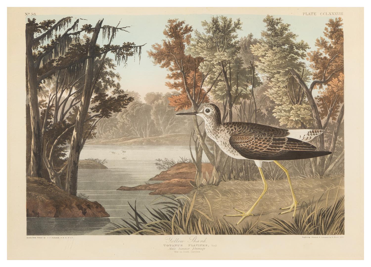 (AUDUBON, JOHN JAMES, after) HAVELL, ROBERT. Yellow Shank, plate CCLXXXVIII, no. 58. Engraving w/hand-coloring from the Birds of Amer.