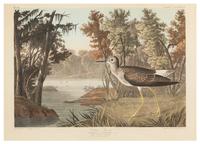 (AUDUBON, JOHN JAMES, after) HAVELL, ROBERT. Yellow Shank, plate CCLXXXVIII, no. 58. Engraving w/hand-coloring from the Birds of Amer.