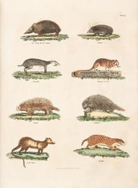 BUFFON, GEORGE LOUIS LECLERC, COMTE DE. A Natural History... London, 1781. 2 (of 8) vols. only.