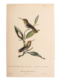A Group of Avian and Botanical Prints