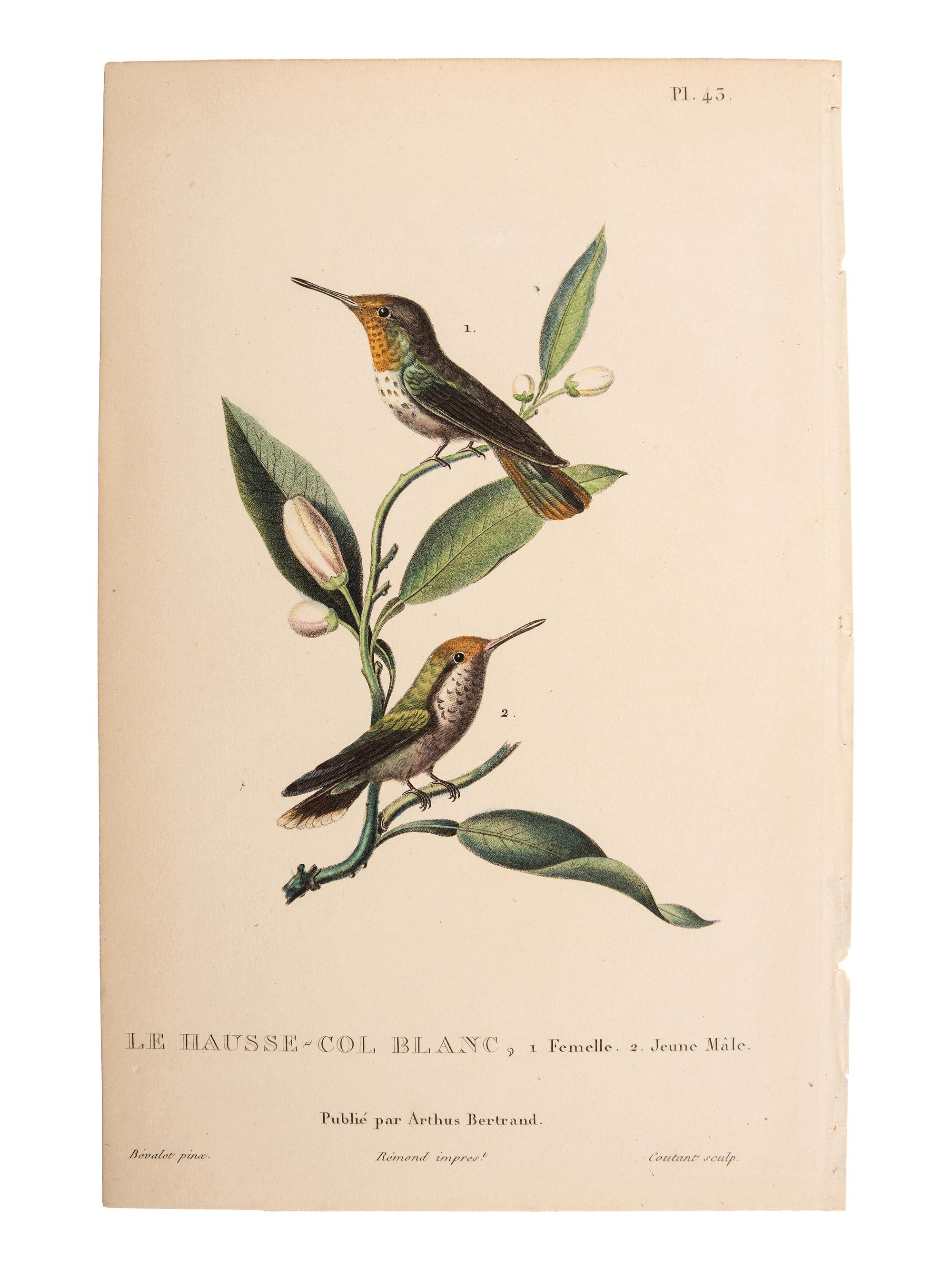 A Group of Avian and Botanical Prints