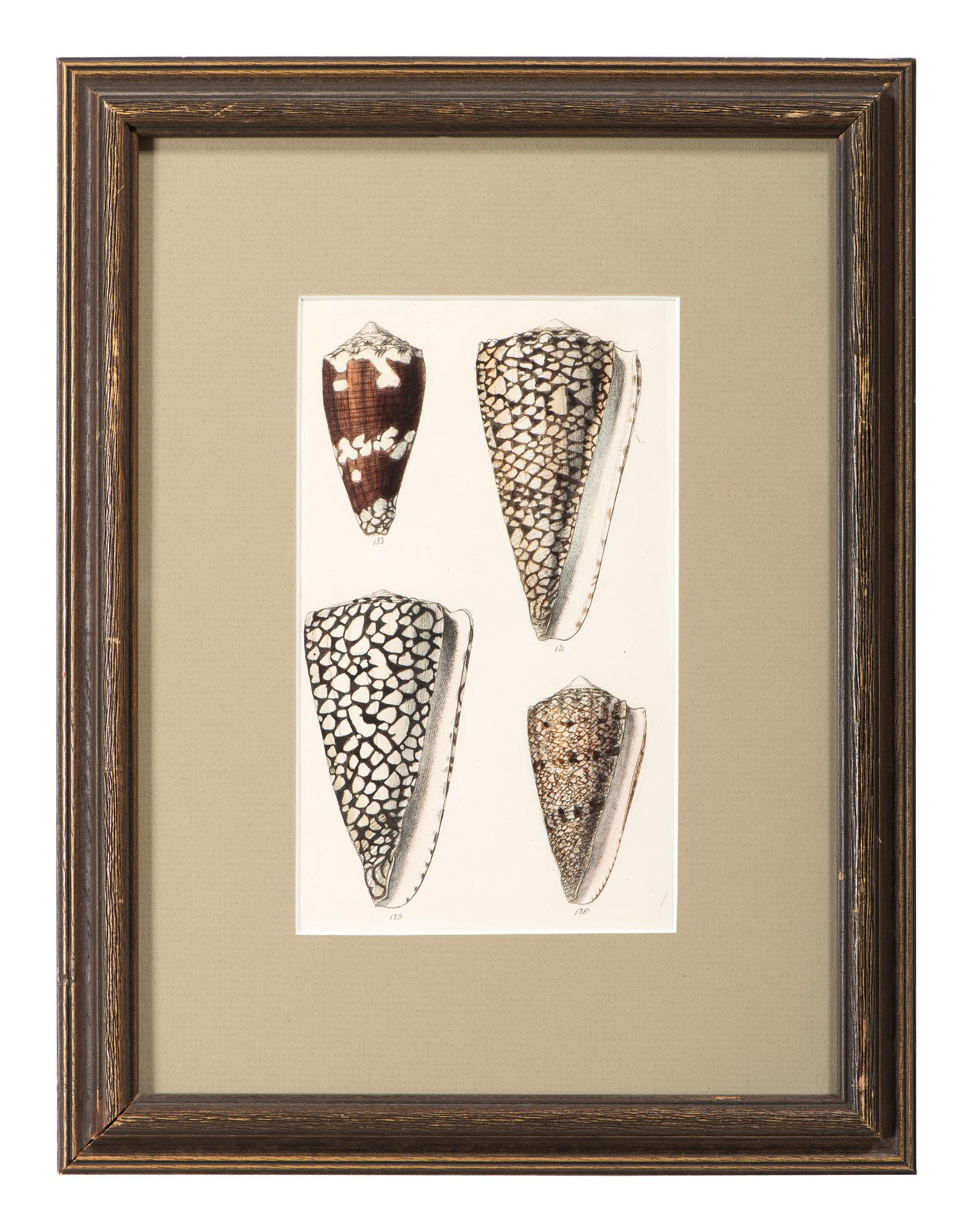 Thirteen Hand-Colored Shell Engravings