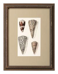 Thirteen Hand-Colored Shell Engravings