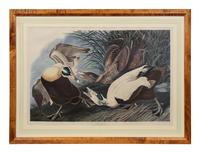 After John James Audubon (American, 1785-1851)