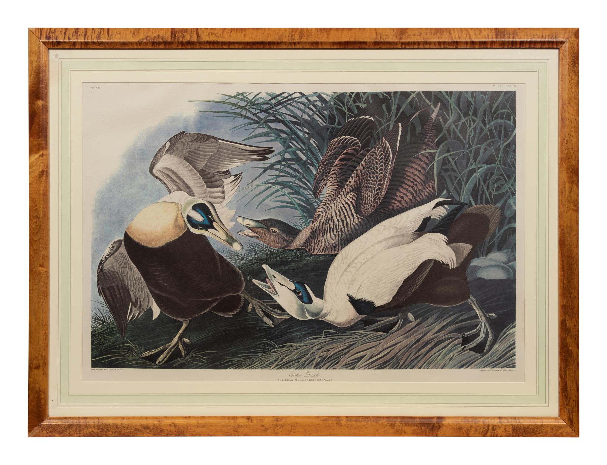 After John James Audubon (American, 1785-1851)