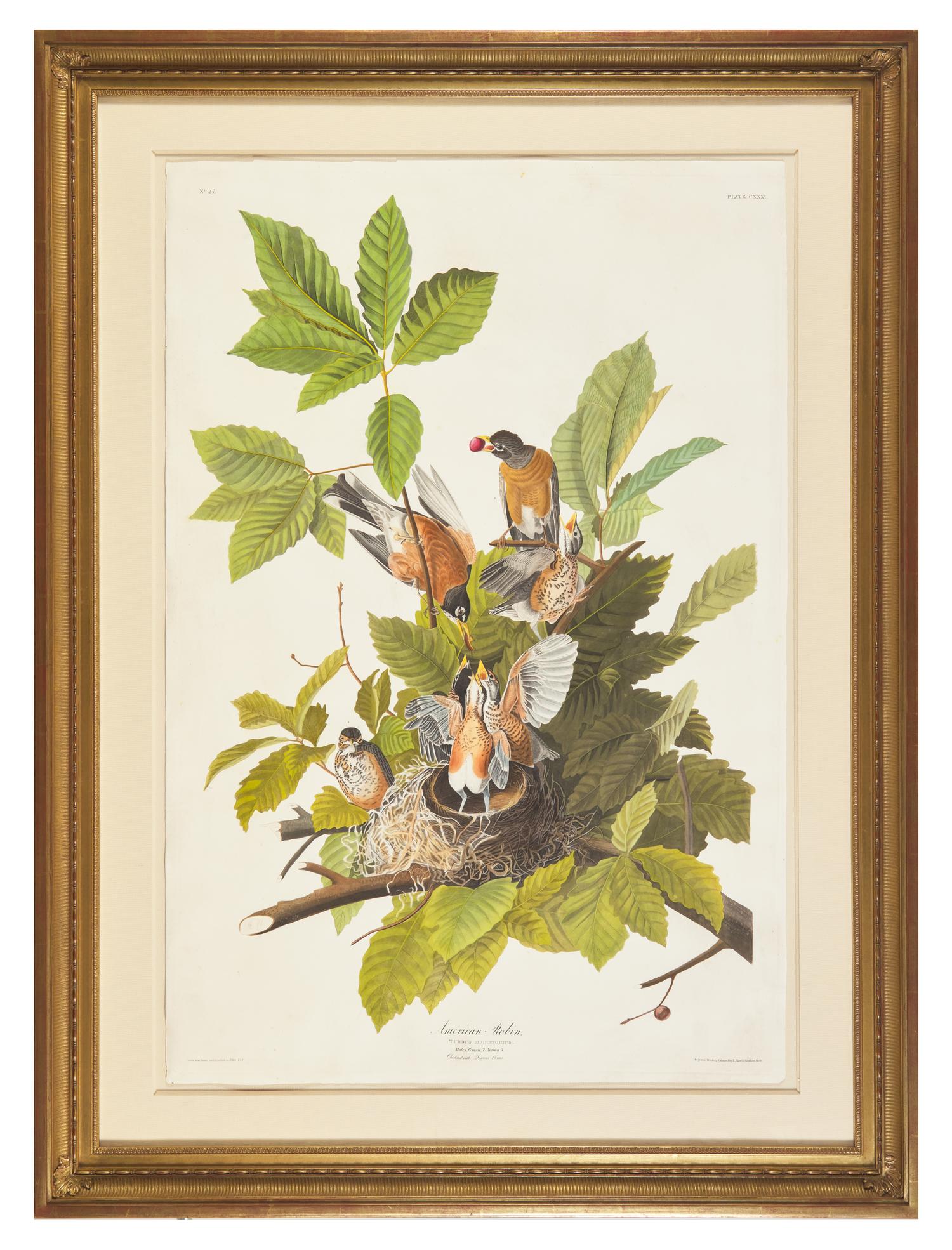 Audubon, J(ohn). J(ames). American Robin