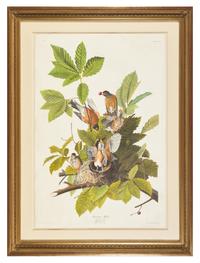 Audubon, J(ohn). J(ames). American Robin