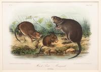 AUDUBON, John James (1785-1852) et al, after A group of 10 octavo-format prints, comprising:
