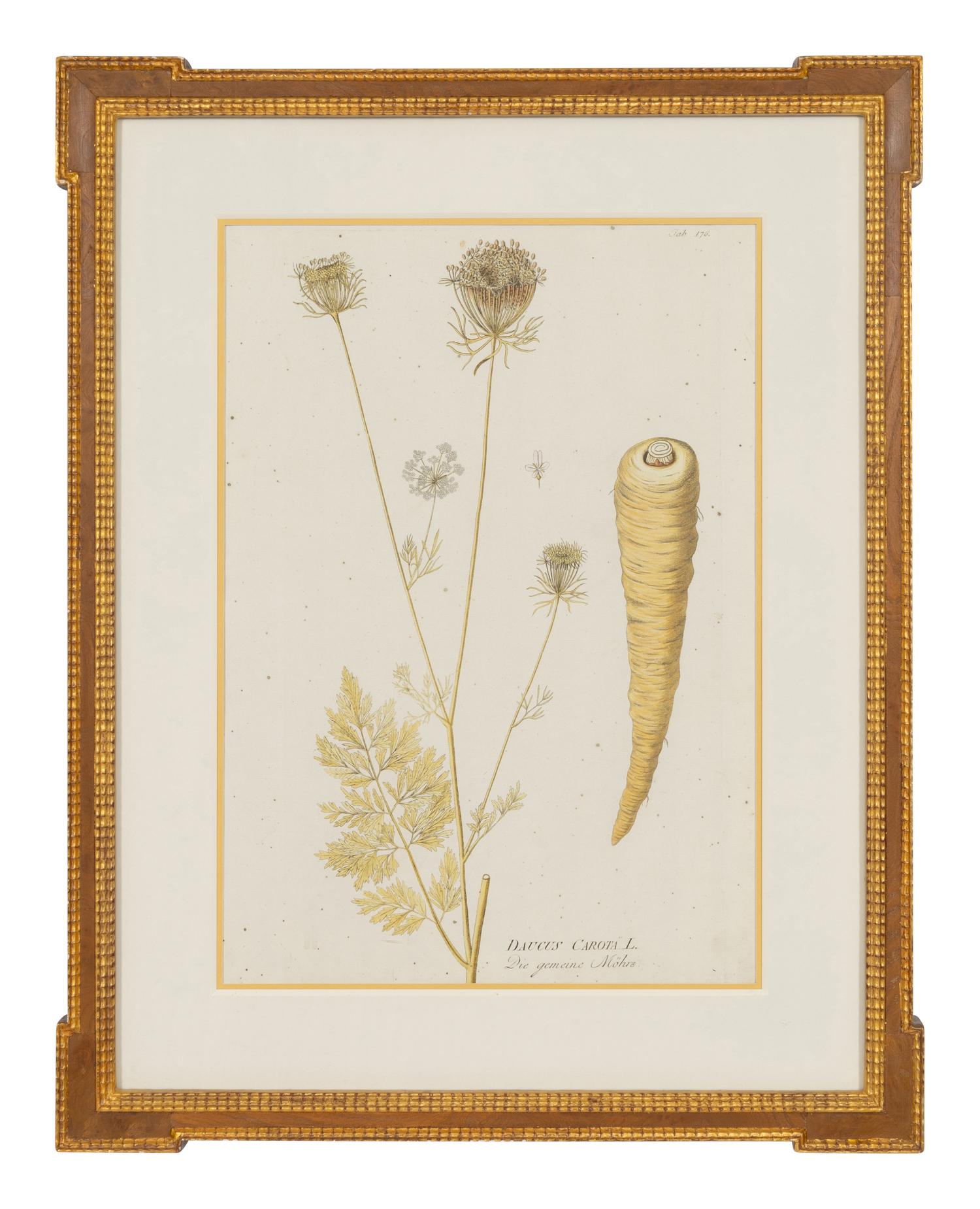 A Set of Four Botanical Prints in Gilt Frames