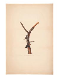 AUDUBON, John James (1785-1851).