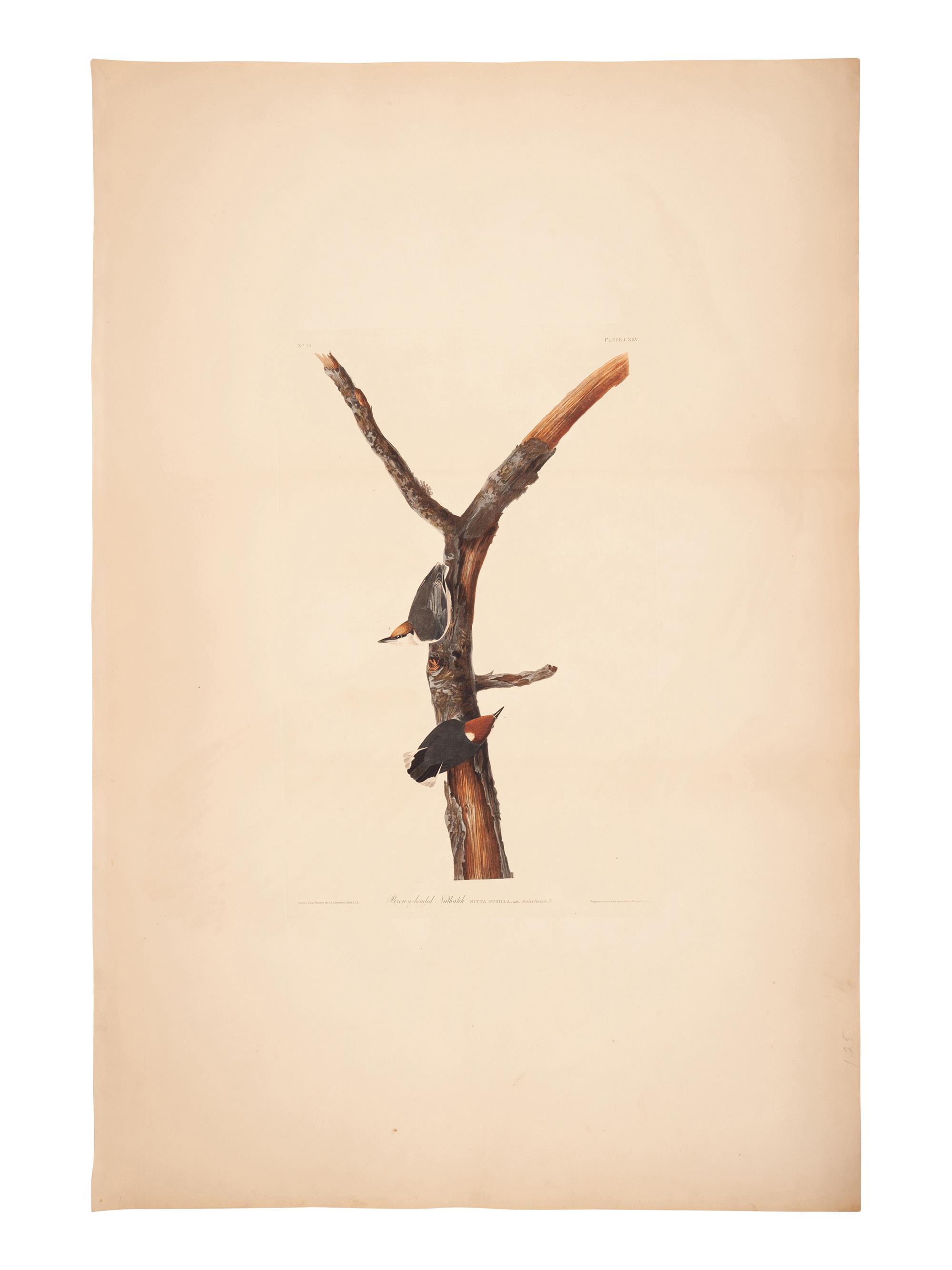 AUDUBON, John James (1785-1851).