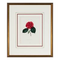 A Set of Five French Botanical Prints
