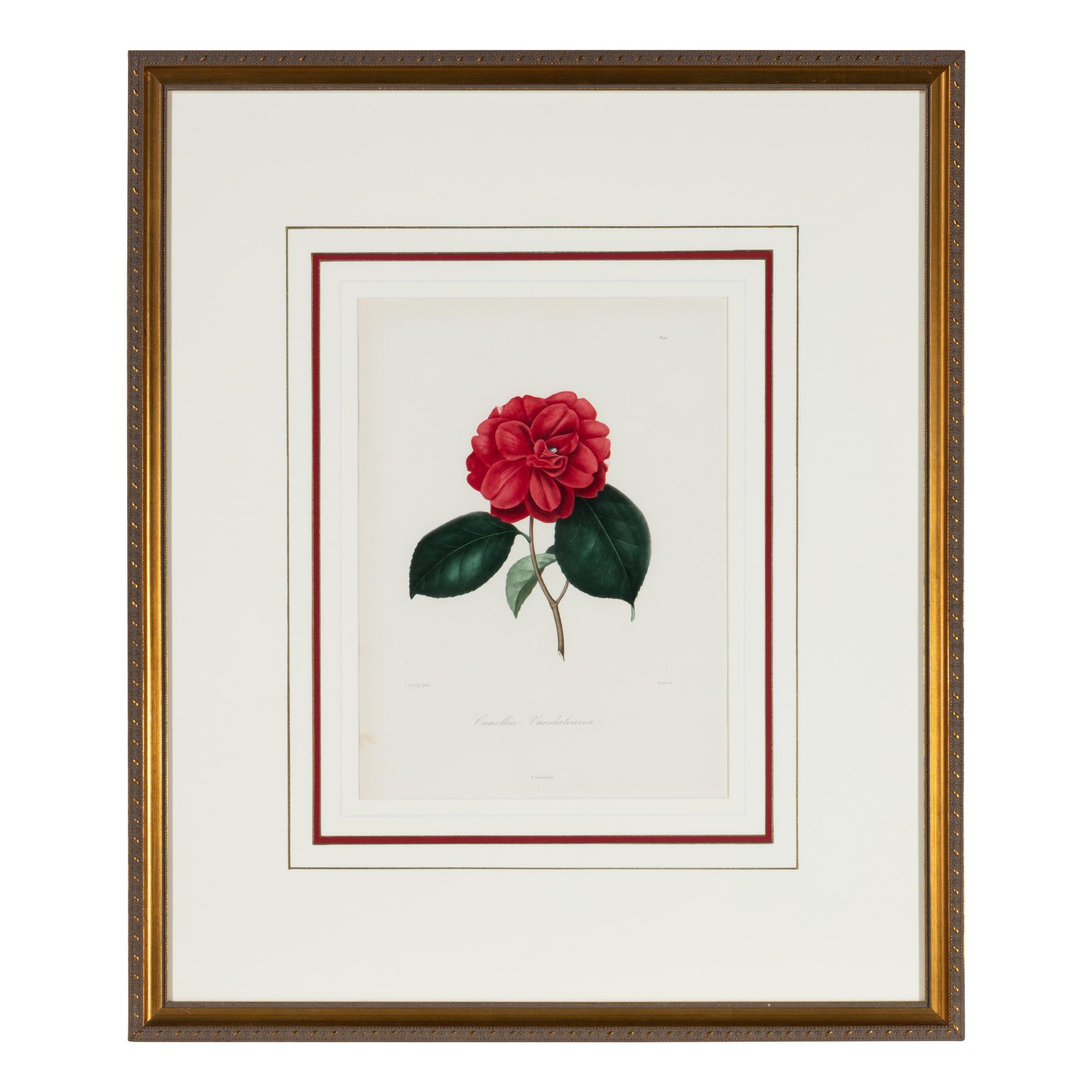 A Set of Five French Botanical Prints