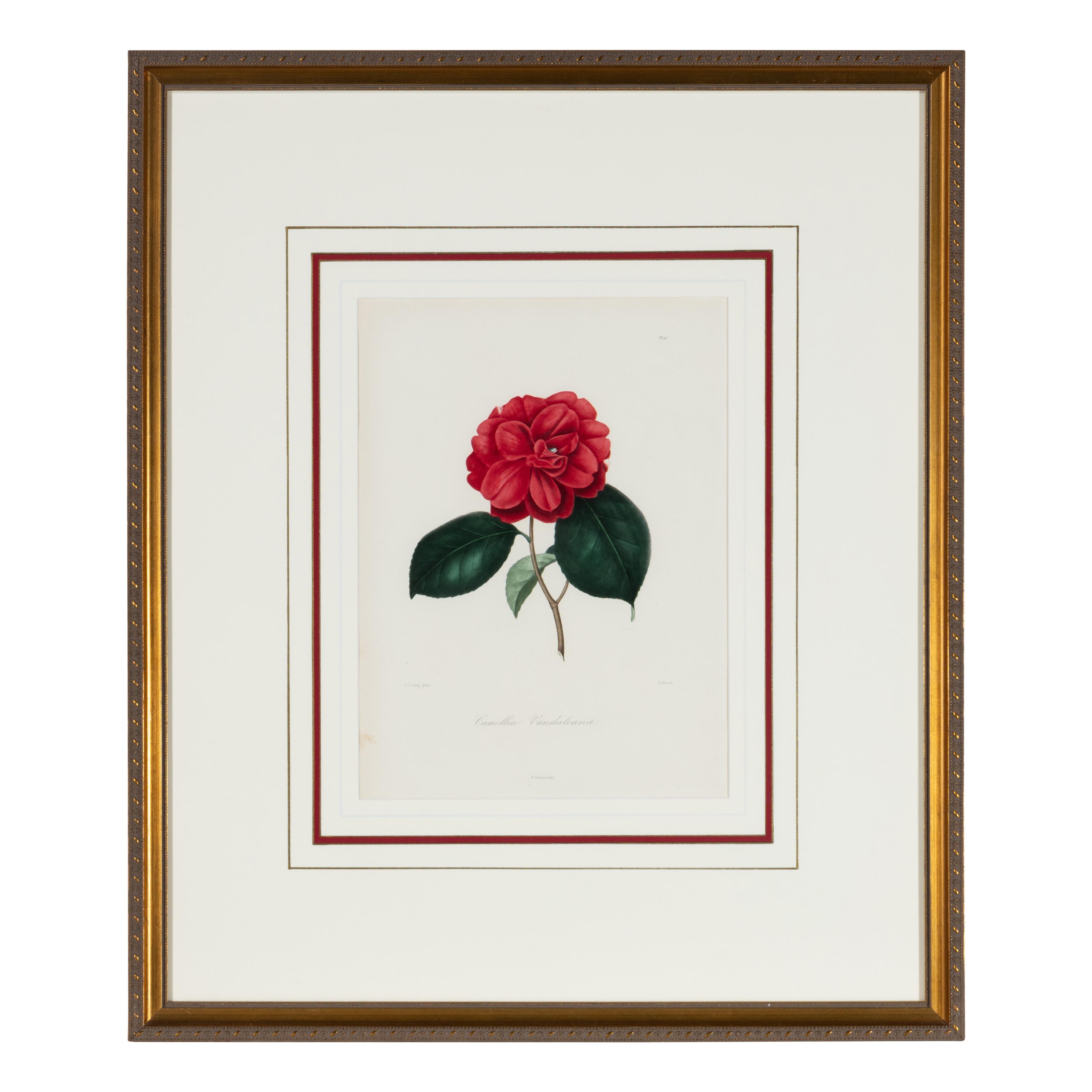 A Set of Five French Botanical Prints