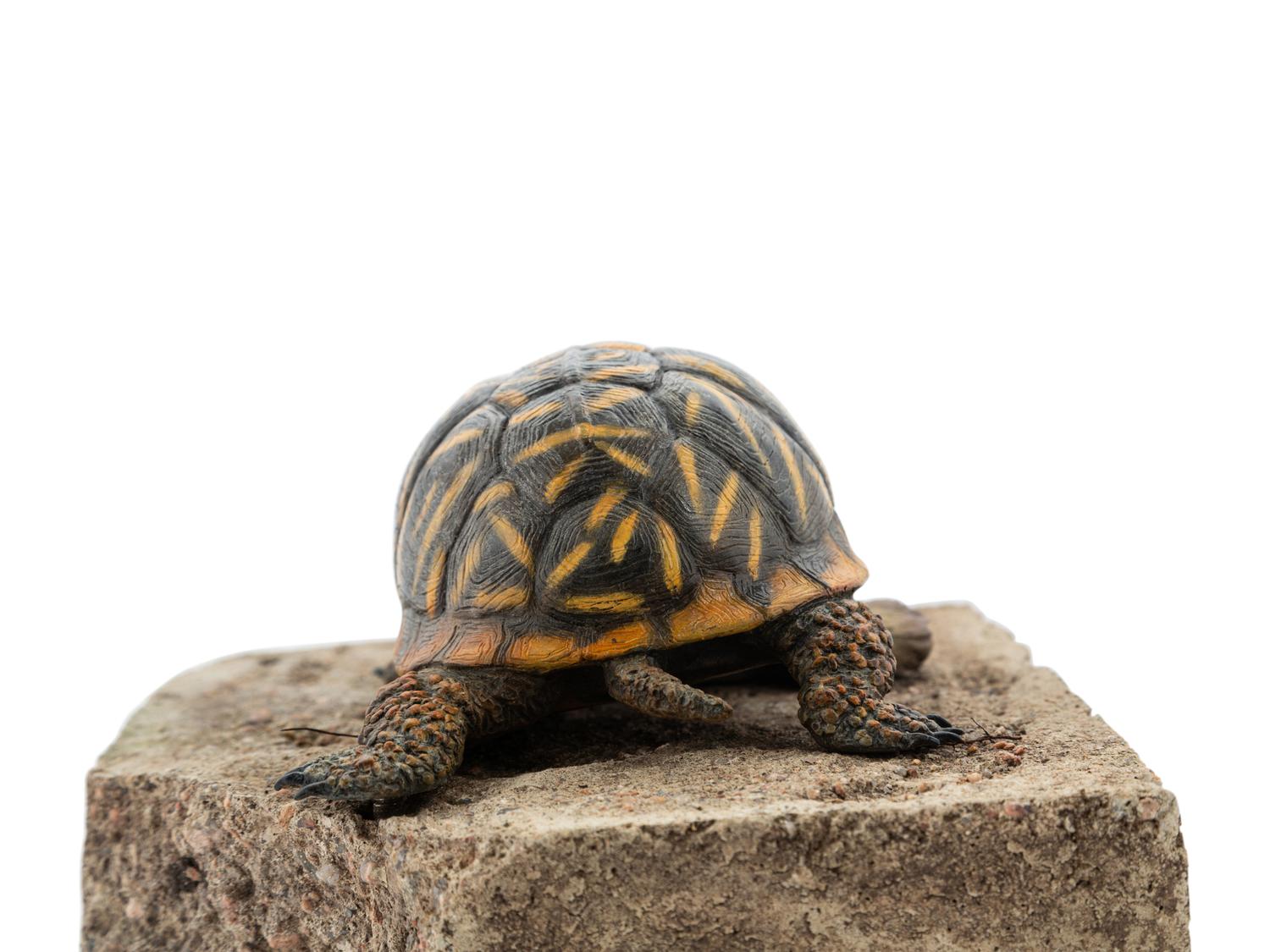 Ornate Box Turtle