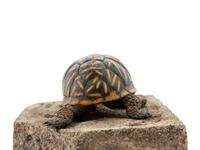 Ornate Box Turtle