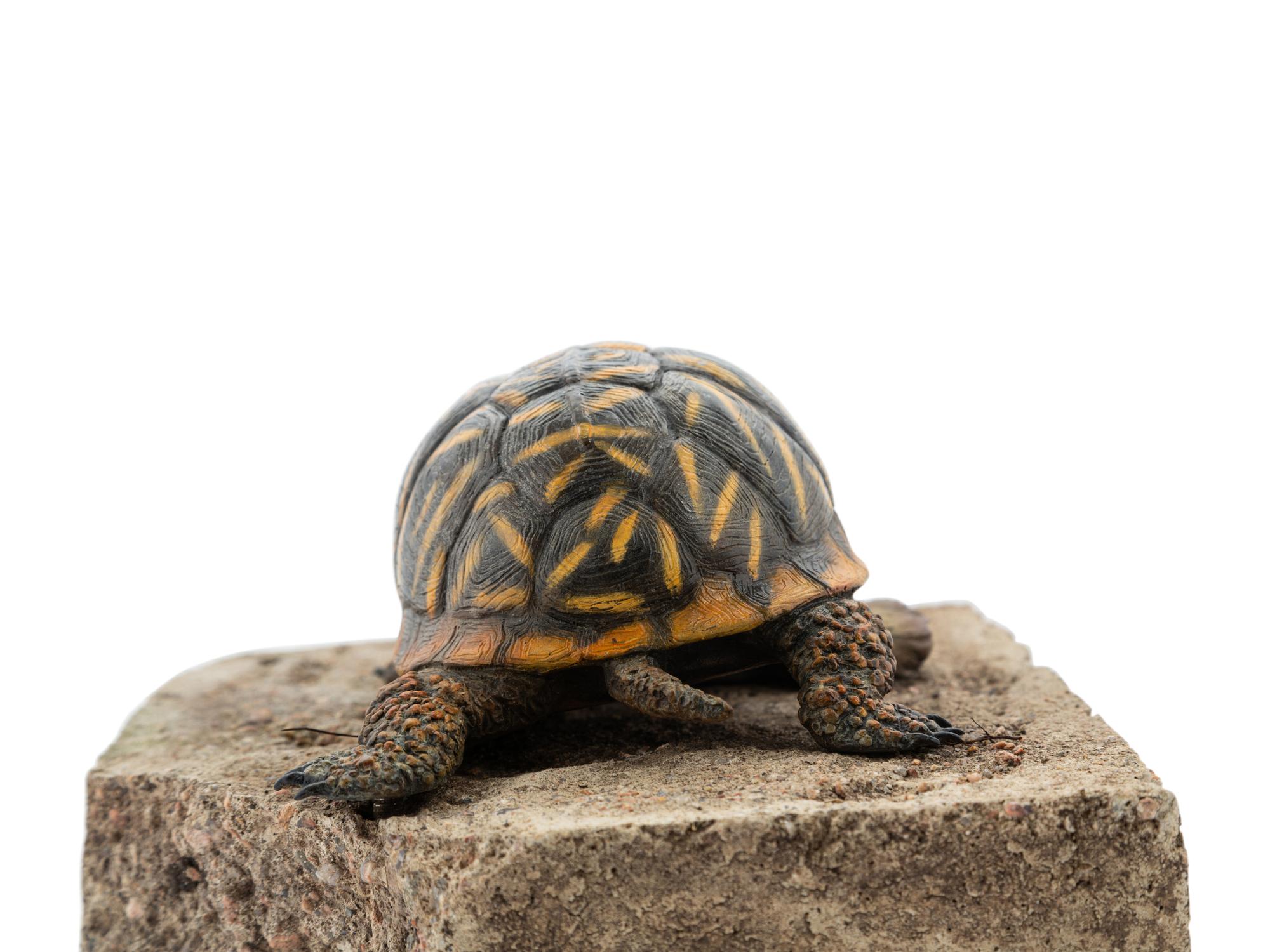 Ornate Box Turtle
