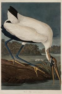 AUDUBON, John James (1785-1851)