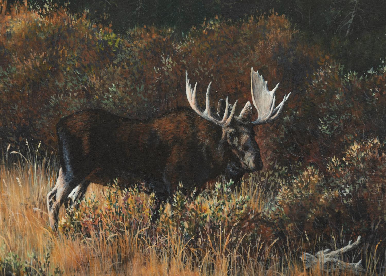 Brush Bull , 1992