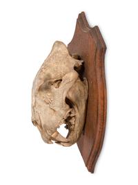 An African Lion Skull