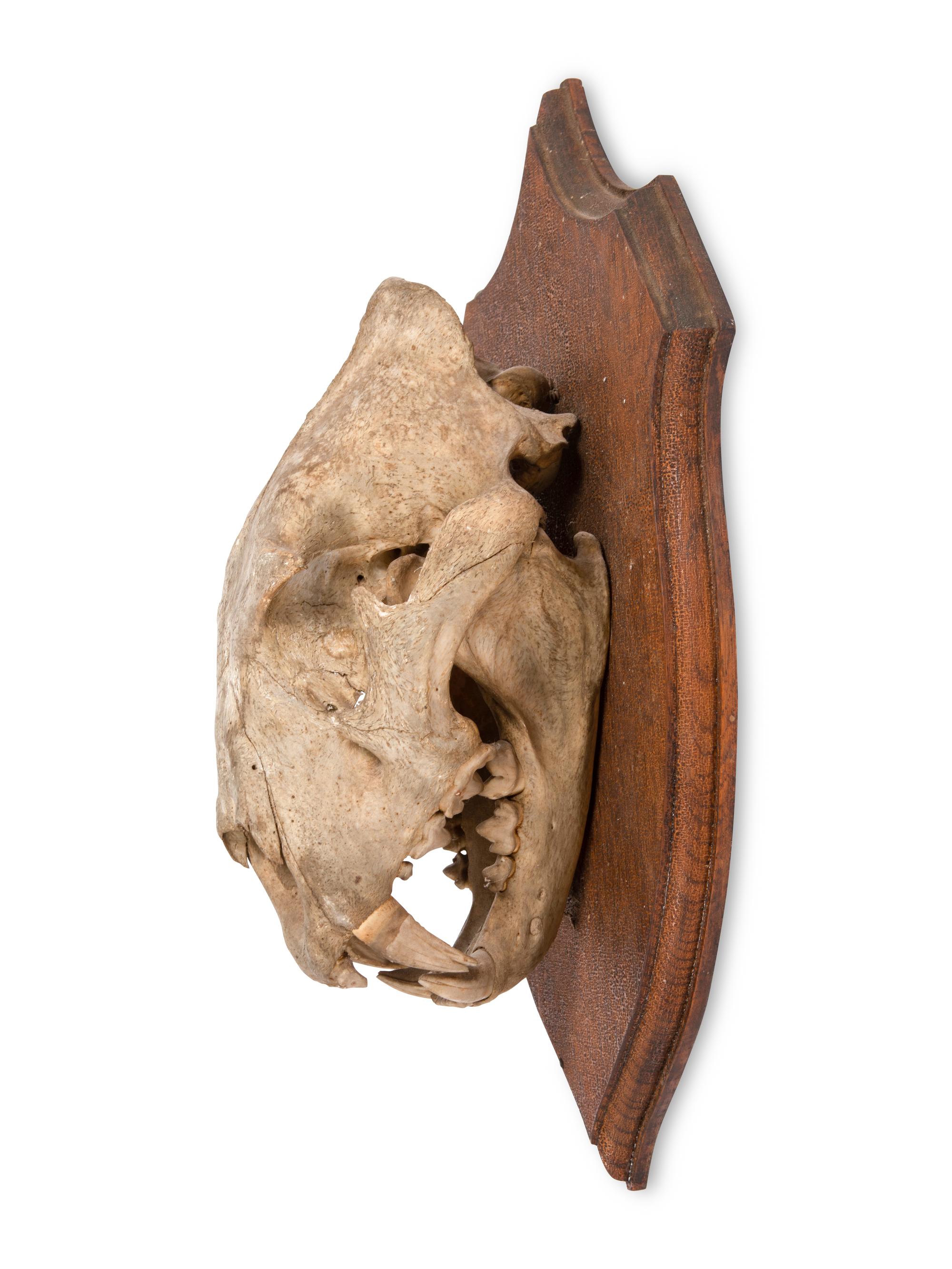 An African Lion Skull