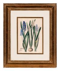 A Hand-Colored Botanical Engraving