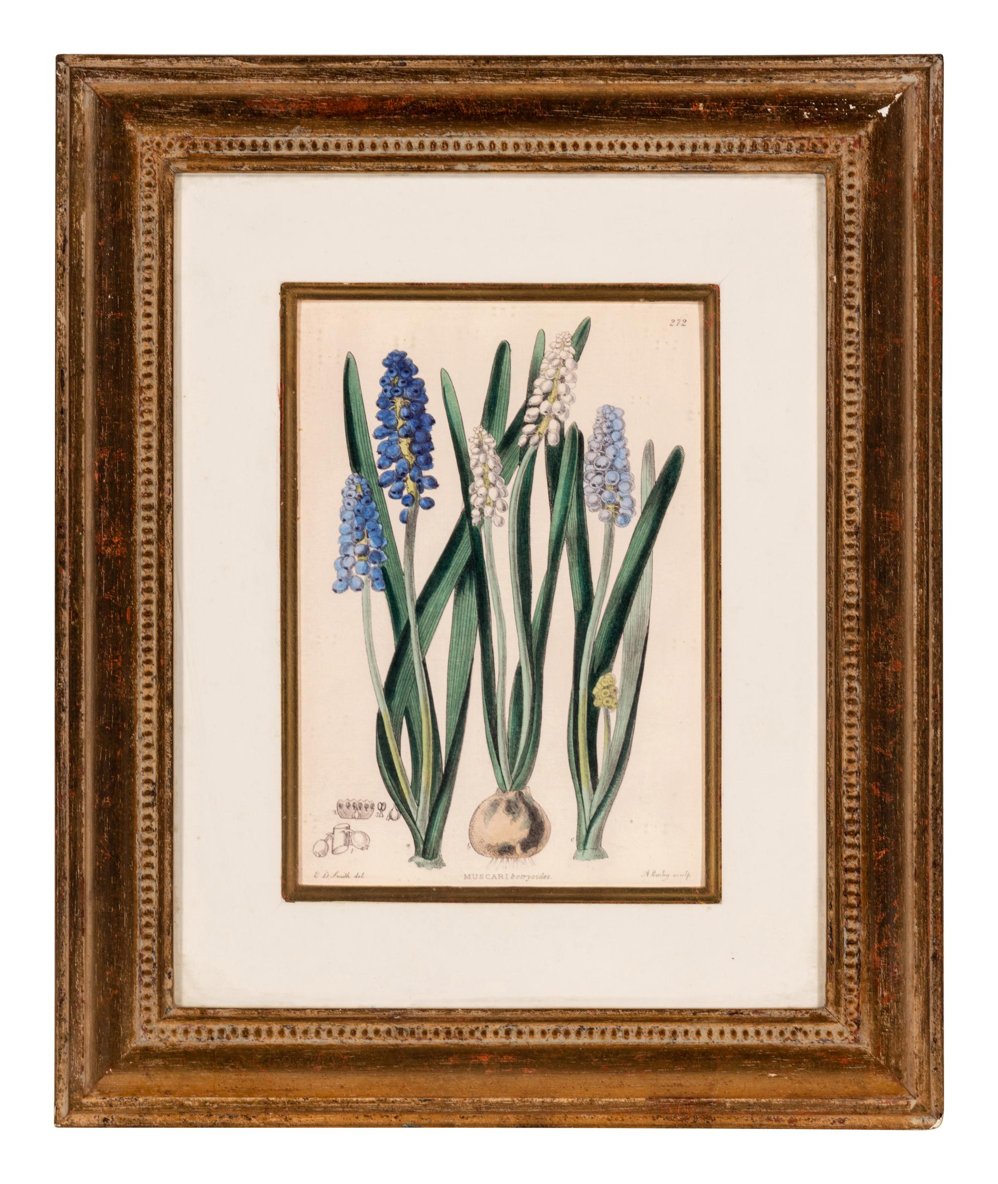 A Hand-Colored Botanical Engraving