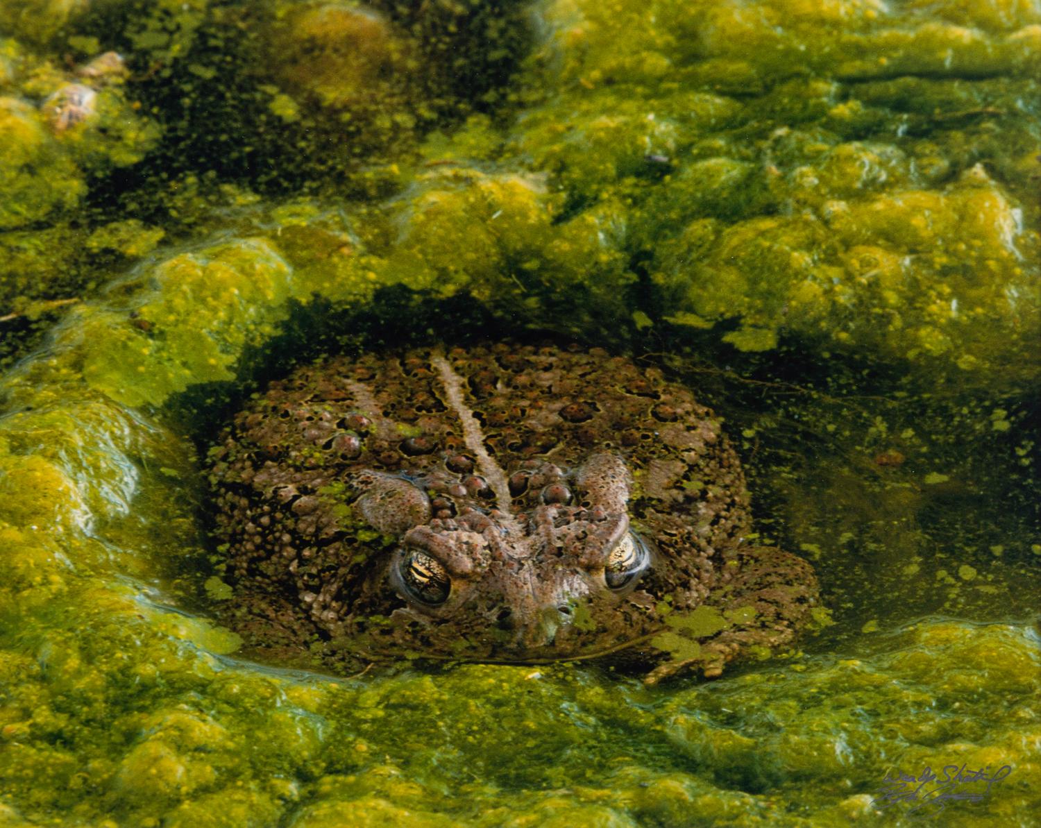 Prairie Vision: Images from a Sea of Grass (2002) Twenty Color Photographs