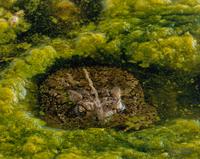 Prairie Vision: Images from a Sea of Grass (2002) Twenty Color Photographs