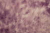 Summer Grass, Mono Lake