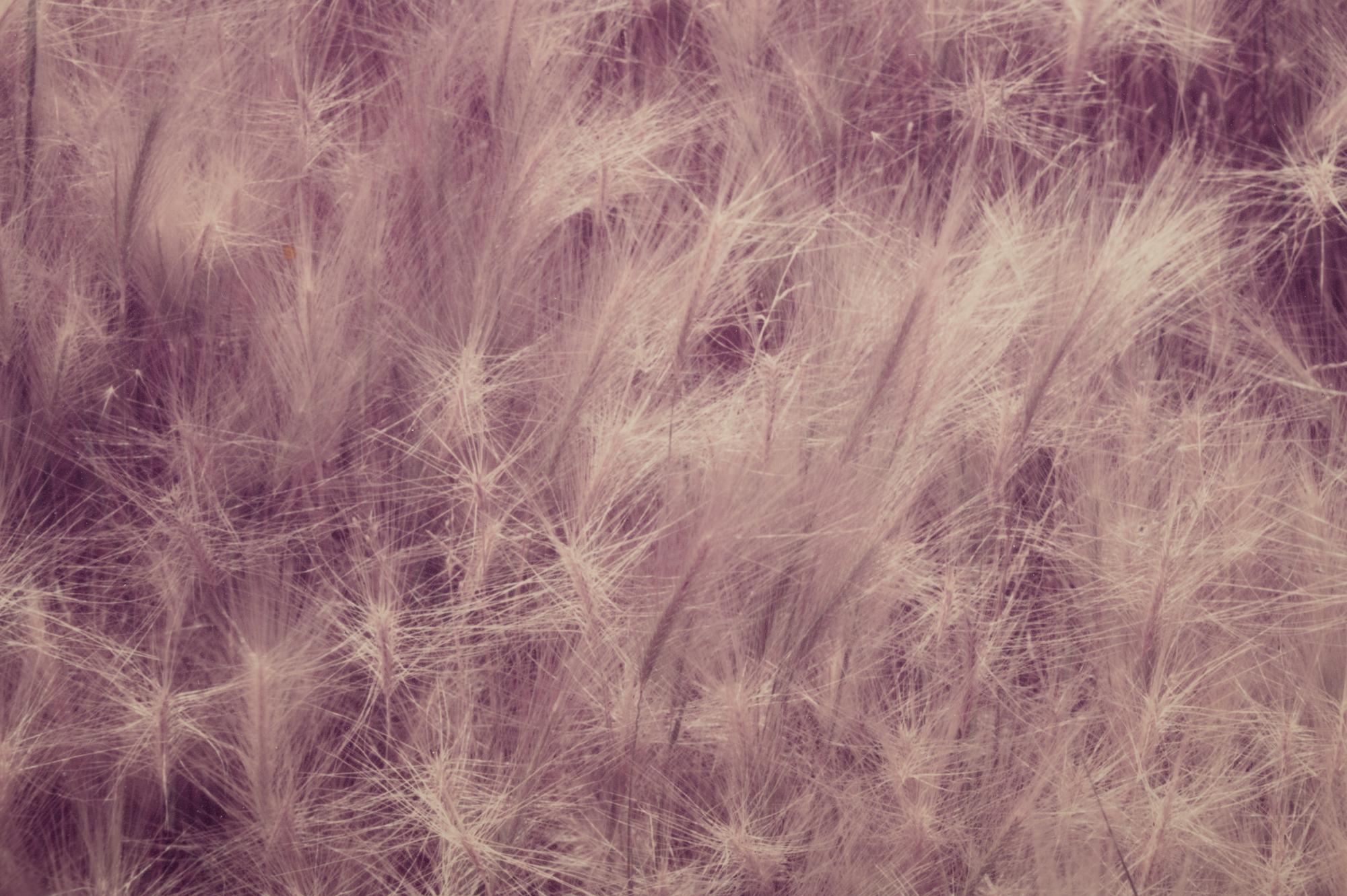 Summer Grass, Mono Lake