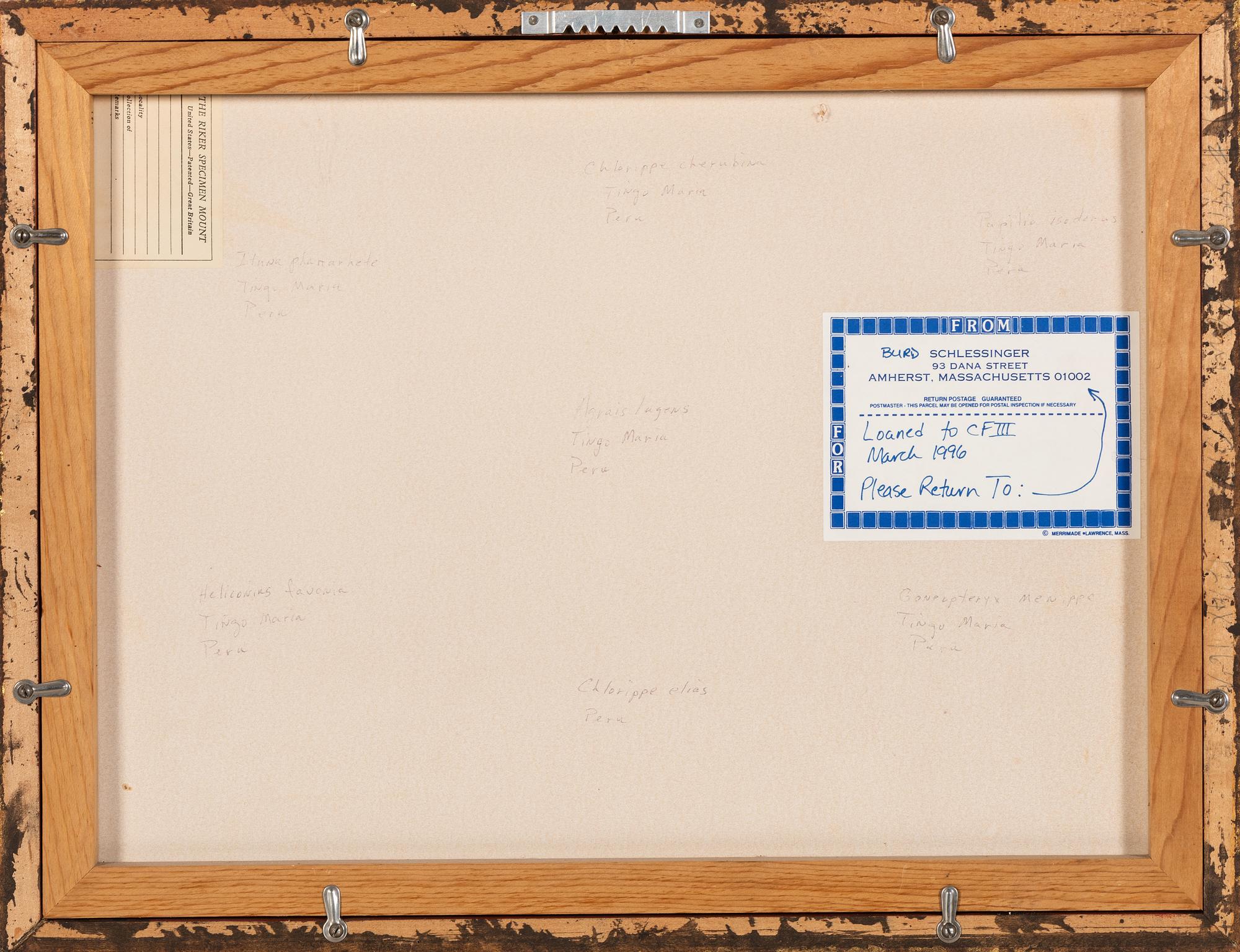 Three Framed Groups of Lepidopterological Specimens