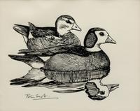 Pigmy Geese