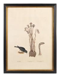 Six Colored Botanical Engravings