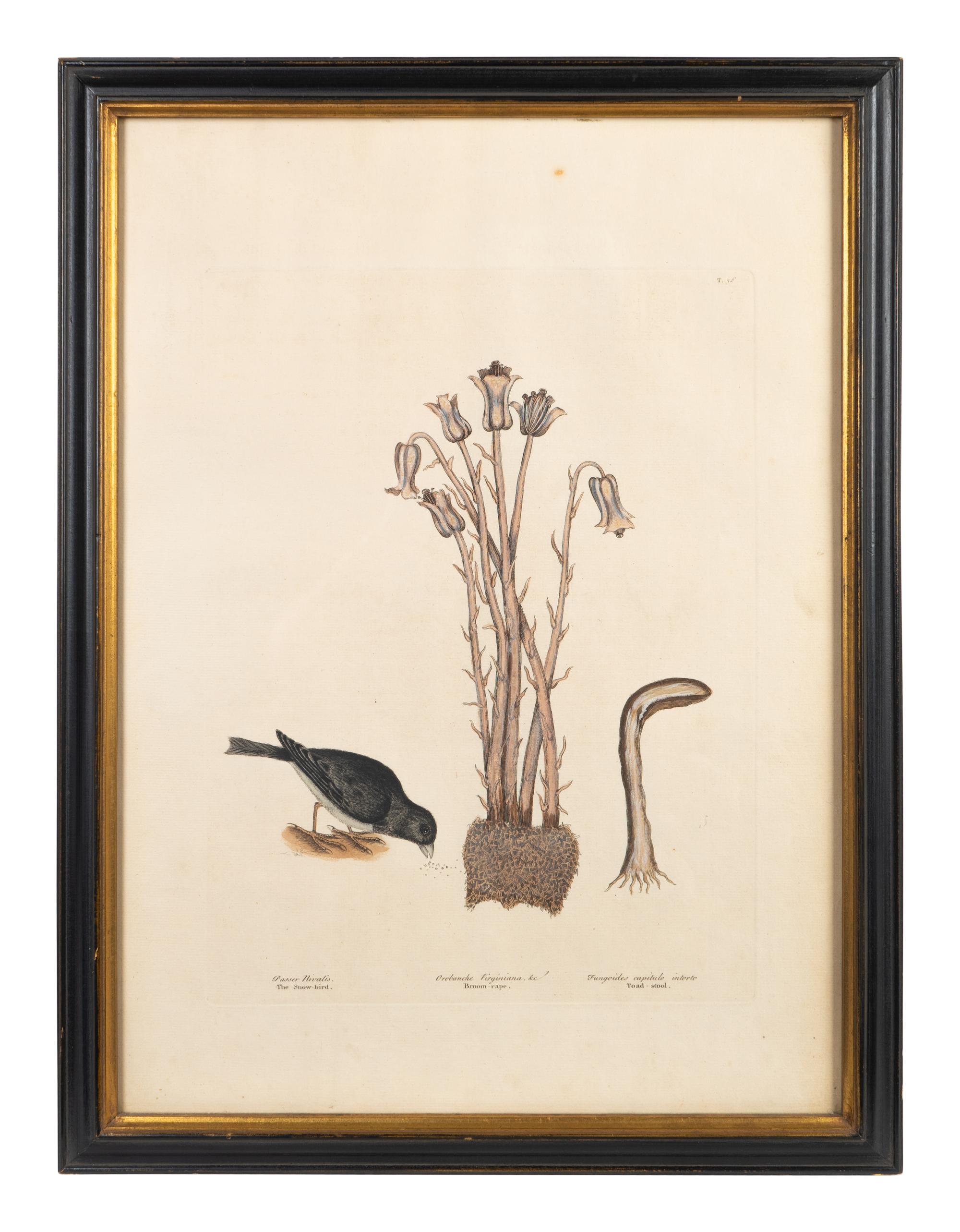 Six Colored Botanical Engravings