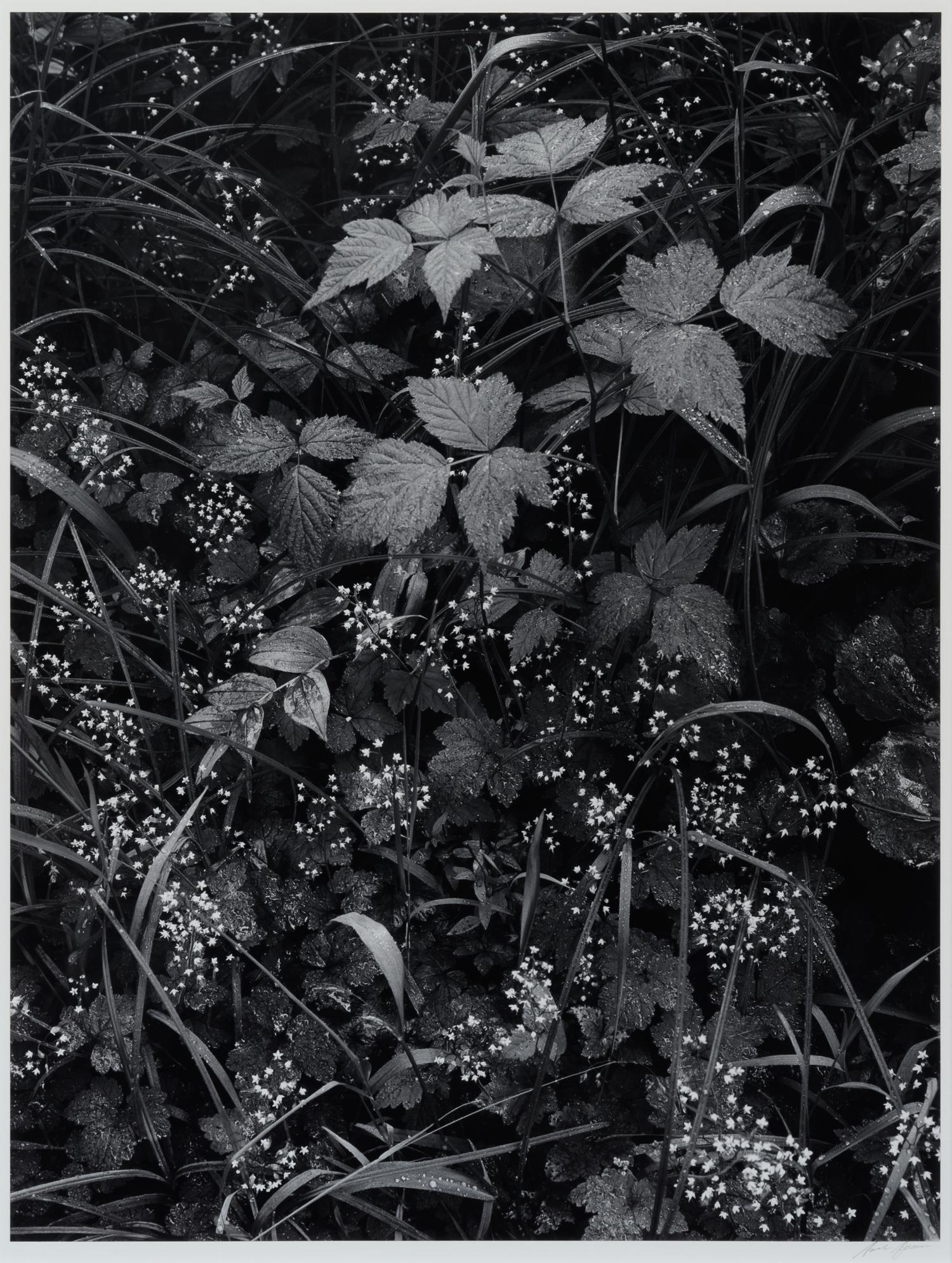 Trailside, Near Juneau, Alaska, 1947-1948
