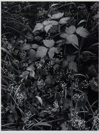 Trailside, Near Juneau, Alaska, 1947-1948
