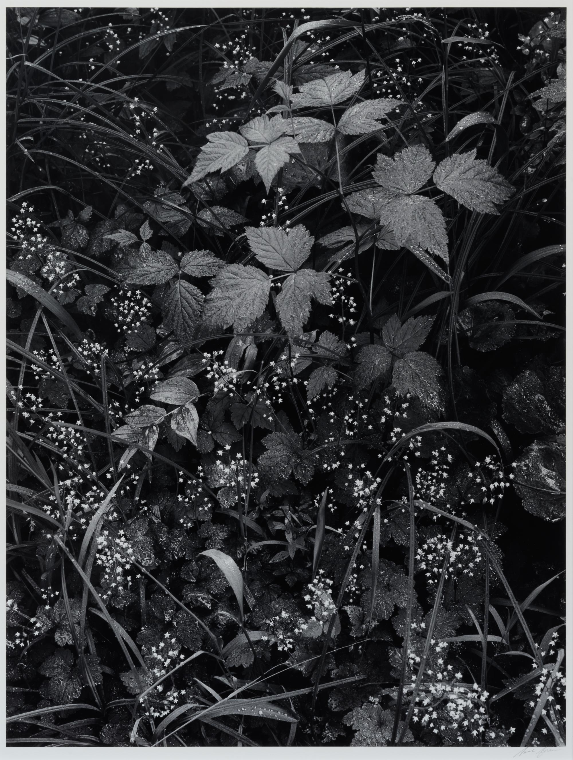 Trailside, Near Juneau, Alaska, 1947-1948