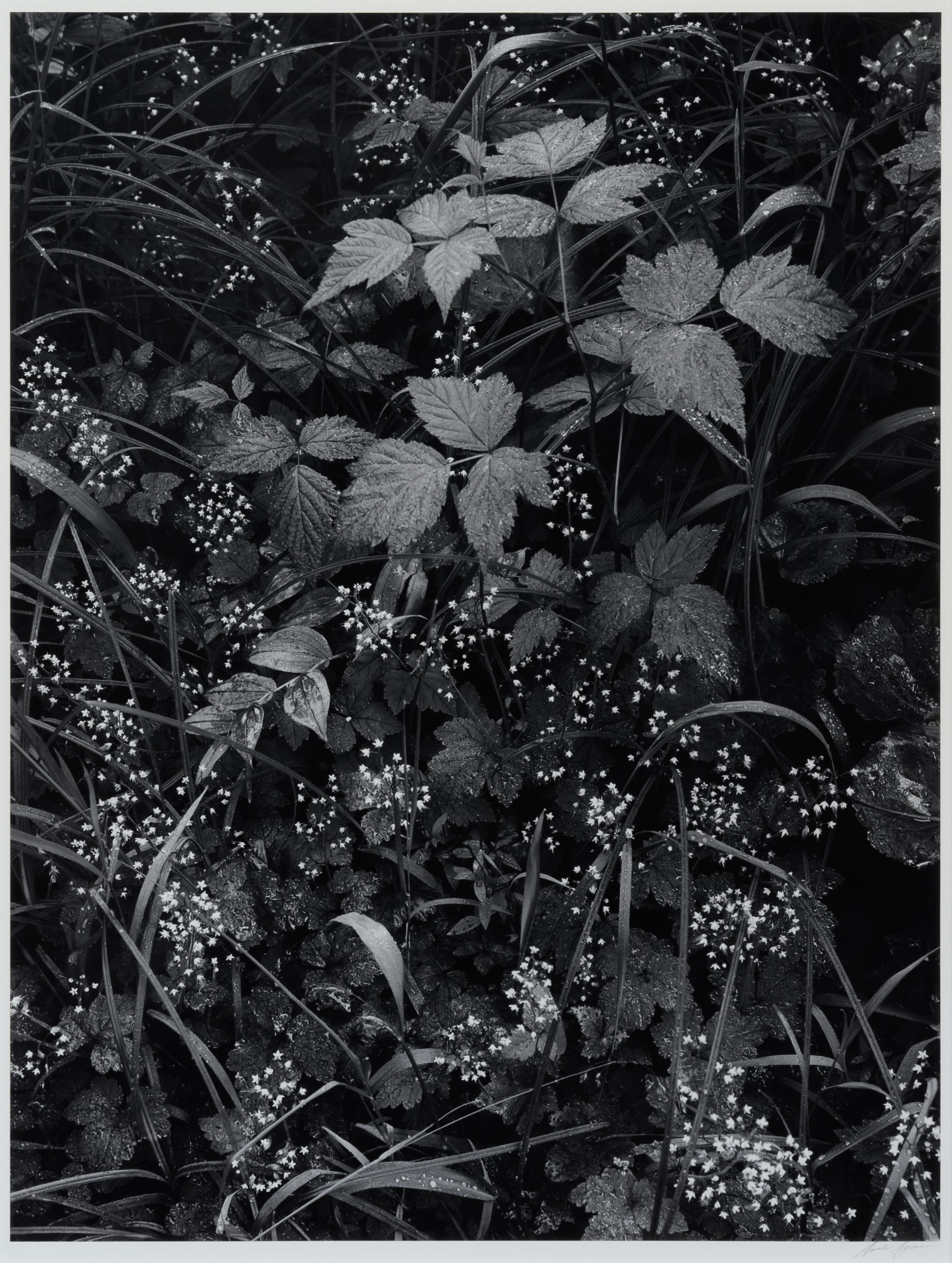 Trailside, Near Juneau, Alaska, 1947-1948