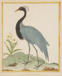 Four Bird Prints after Francoise Martinet's Histoire Naturelle Des Oiseaux — 20TH CENTURY