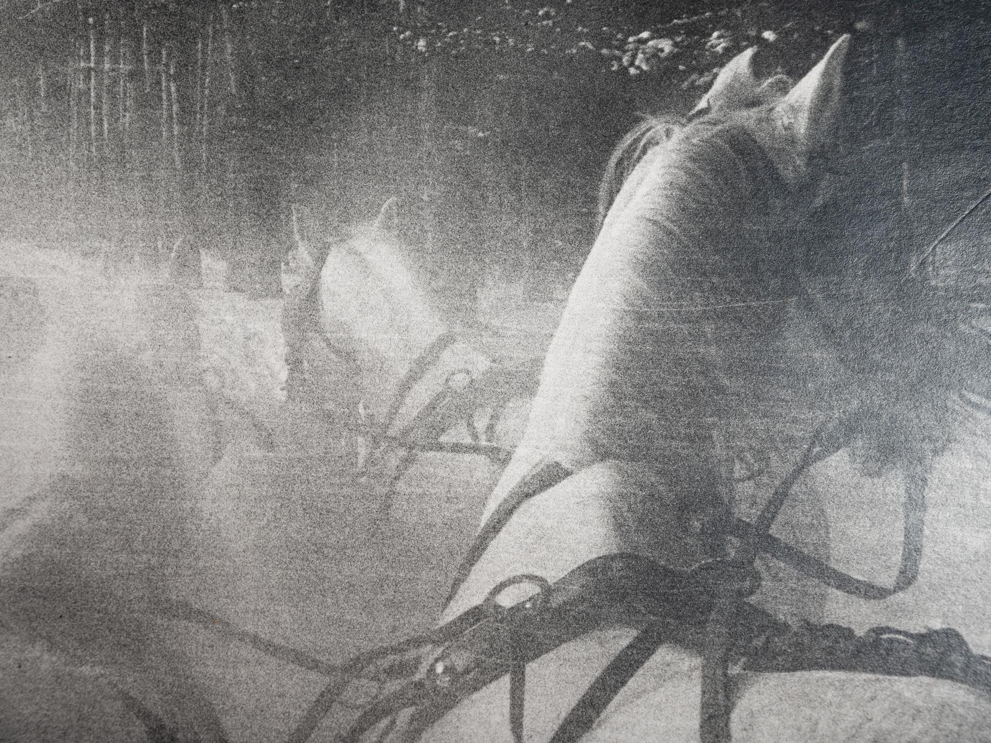Horse Drawn Sleigh, South of Moscow