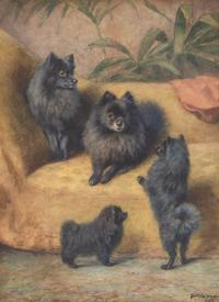 Pomeranians, 1895